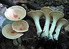 Clitocybe gibba 885433.jpg