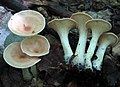 Clitocybe gibba