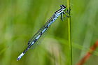 Coenagrion hastulatum 3(loz).jpg