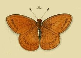 Coenonympha amaryllis