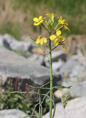 Beskrivelse av bildet Coincya monensis inflorescence (1) .jpg.