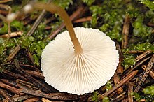 The white to buff-colored gills are bluntly attached to the stem and closely spaced. Collybia.tuberosa2.-.lindsey.jpg