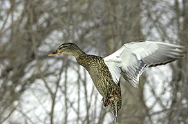 Colvert en vol.