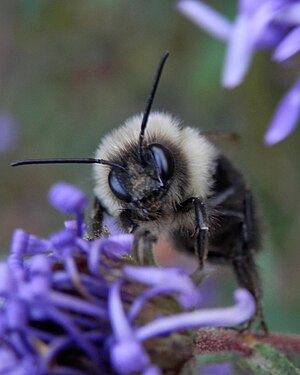 Common Eastern Bumble Bee (Bombus impatiens)