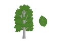 A vector illustration of common beech (Fagus sylvatica) tree silhouette and leaf
