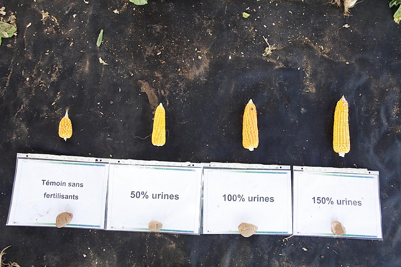 File:Comparison of harvest with urine as fertiliser for maize (9713329190).jpg