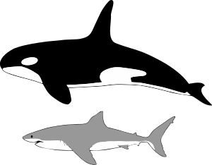 Comparison of the size of an average orca and an average great white shark Comparison of size of orca and great white shark.svg