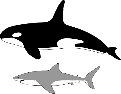 Great White Shark Classification Chart