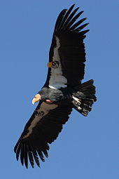 The rescuing from extinction of the California condor was a successful if very expensive project, but its ectoparasite, the louse Colpocephalum californici, was made extinct. Condor in flight.JPG