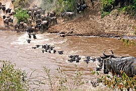 La grande migration des gnous, et autres herbivores a lieu deux fois par an, entre le Kenya et la Tanzanie en Afrique de l'Est. Au cours de ce voyage, ils doivent faire face à de nombreux périls, (rivières, crocodiles, lions...)