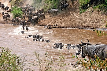 Connochaetes taurinus -Wildebeest crossing river -East Africa.jpg