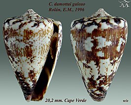 Conus damottai