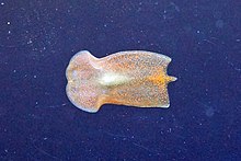 Convolutriloba retrogemma underside on aquarium glass Length 3mm.jpg