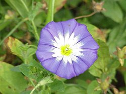 Convolvulus tricolor2.jpg