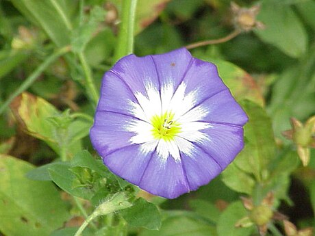 Convolvulus