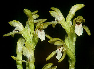 <i>Corallorhiza</i> genus of plants