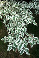 Thumbnail for File:Cornus kousa 'Snowboy' (Cultivar of Kousa Dogwood) (36611026566).jpg