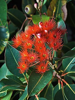 <i>Corymbia</i> Genus of trees