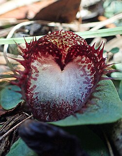 <i>Corybas hispidus</i> Species of orchid