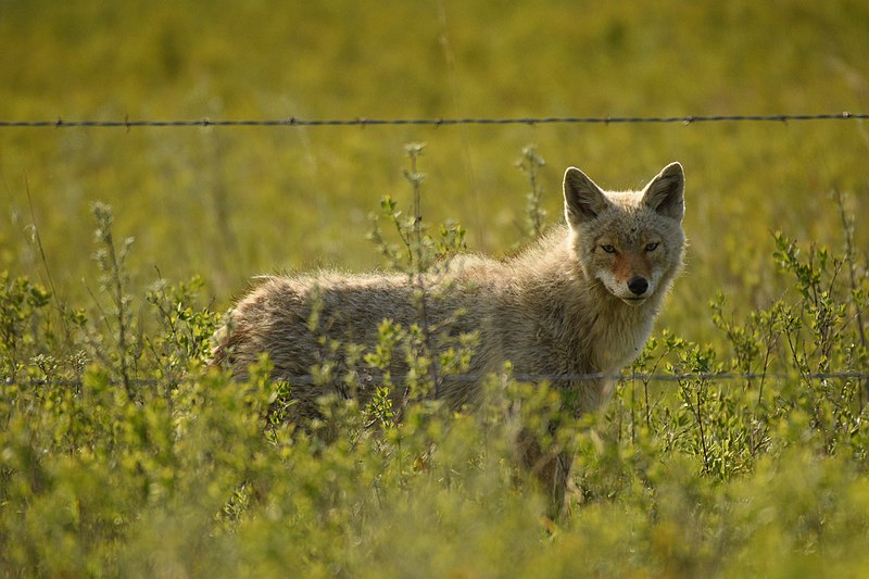 File:Coyote in Grassland 9 - Looking at Me Behind Barbed Wire (52481993701).jpg