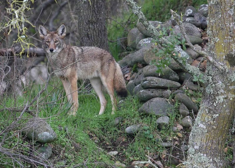 File:Coyote in wild vegetation.jpg