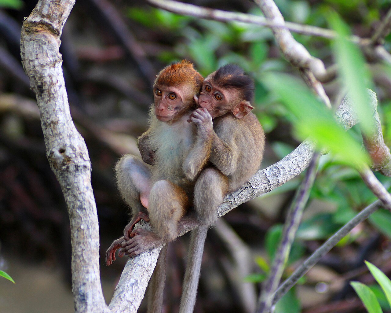 Crab-eating macaque - Wikipedia