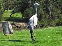 Crane, Blue Anthropoides paradisea