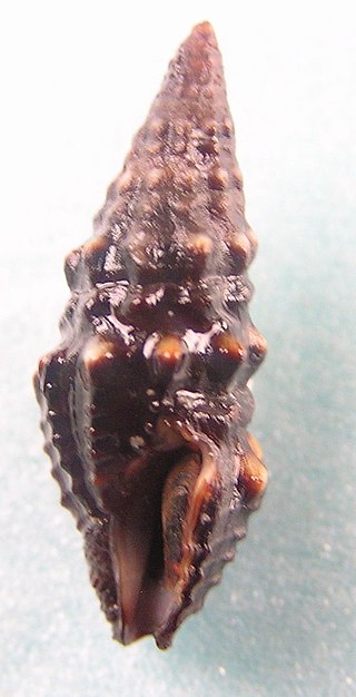 <i>Crassispira pluto</i> Species of gastropod