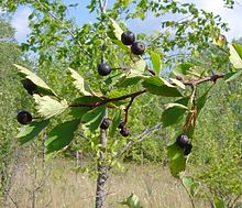 Crataegus douglasii sensu stricto, Онтарио form.jpg