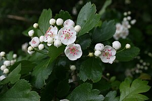 Crataegus laevigata-flowers.jpg