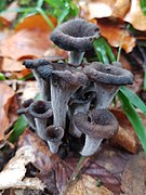 Craterellus cornucopioides 6.jpg