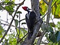 Female, Panama