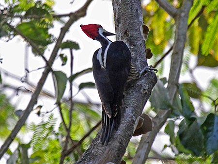 Tập_tin:Crimson-crested_Woodpecker_RWD6.jpg
