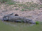 Crocodilien sri lankais.Category:CrocodiliaCategory:Unidentified organisms