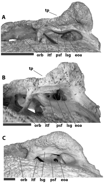File:Crocodylinae squamosal horns PLoS ONE 5(2) e9333 fig 9.png