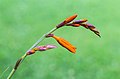 * Nomination Crocosmia 'Lucifer' (Montbretia). Beautiful flared flower buds in bright bright colors. Location, Gardensanctuary JonkerValley (Netherlands). --Famberhorst 05:31, 26 August 2018 (UTC) * Promotion  Support Good quality. -- Johann Jaritz 06:24, 26 August 2018 (UTC)