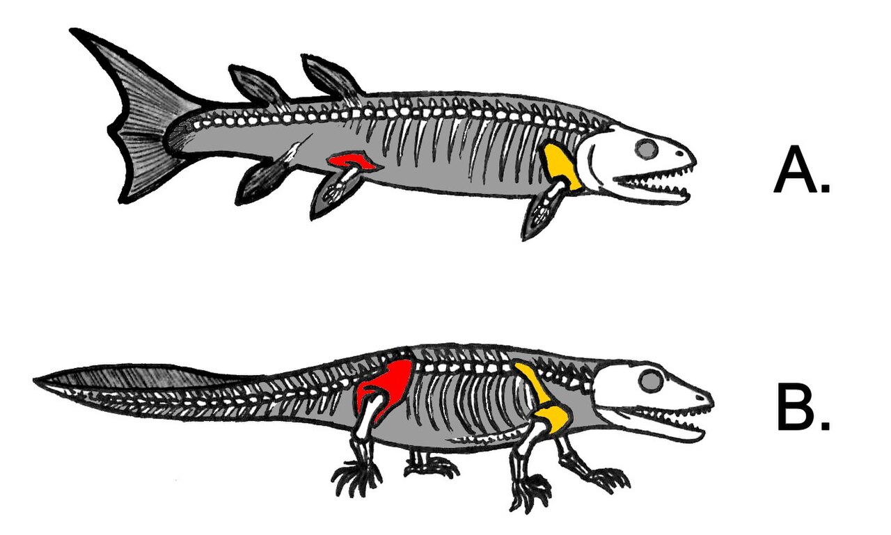 Первые позвоночные животные на суше. Тиктаалик рыба Эволюция. Ихтиостега скелет. Конечности кистеперых рыб и земноводных. Кистеперые рыбы Эволюция.