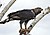 Crowned Hawk-Eagle (Stephanoaetus coronatus) with prey ... (31850405640).jpg