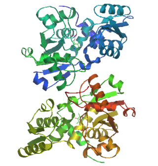 <span class="mw-page-title-main">Serine racemase</span> Protein-coding gene in the species Homo sapiens