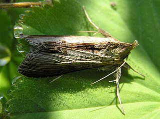 <i>Cucullia asteris</i> Species of moth