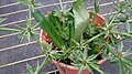 Culantro (Eryngium foetidum) 3.jpg
