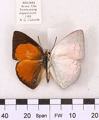 <i>Curetis felderi</i> Species of butterfly