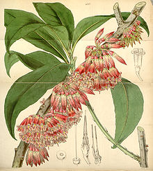 Журнал Curtis's Botanical, тарелка 4303 (том 73, 1847 г.) .jpg