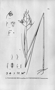 plate 75 I. Cyanaeorchis arundinae II. Eriopsis sceptrum (as syn. Cyrtopodium yauaperyense)