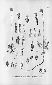 plate 113 Cyclopogon apricus (as syn. Spiranthes diversifolia), Microchilus austrobrasiliensis (as syn. Physurus ulaei)