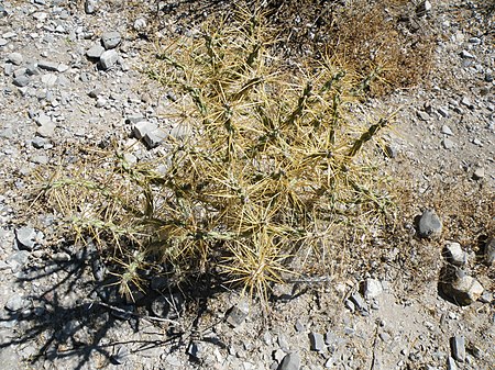 Cylindropuntia kleiniae