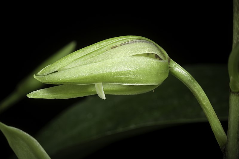 File:Cymbidium lancifolium var. aspidistrifolium (Fukuy.) S.S.Ying, Coloured Ill. Indig. Orchids Taiwan 1(2) 439 (1977). (50821251811).jpg