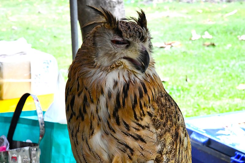 File:D85 1804Siberian Eagle Owl Photographed by Trisorn Triboon.jpg