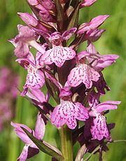 Dactylorhiza × braunii (D. fuchsii × D. majalis)