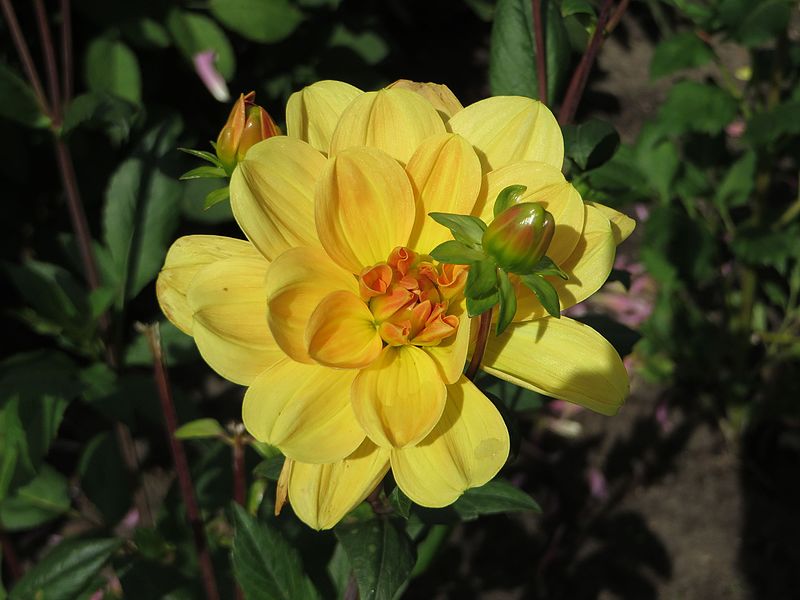 File:Dahlia 'Līga' 01.JPG